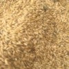 تامین  جو و ذرت از کشورهای روسیه،قزاقستان و آذربایجان