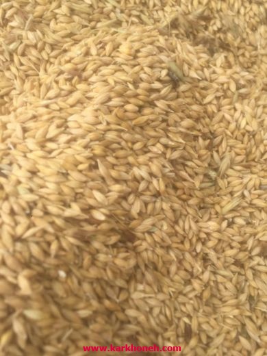 تامین  جو و ذرت از کشورهای روسیه،قزاقستان و آذربایجان