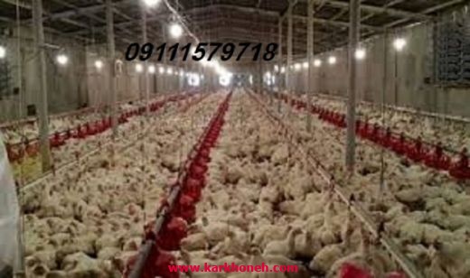 فروش مرغداری در استان مازندران 